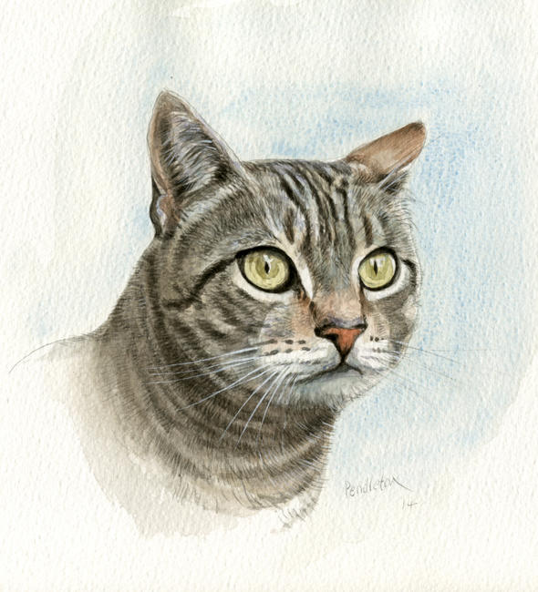 Mrs P's tabby