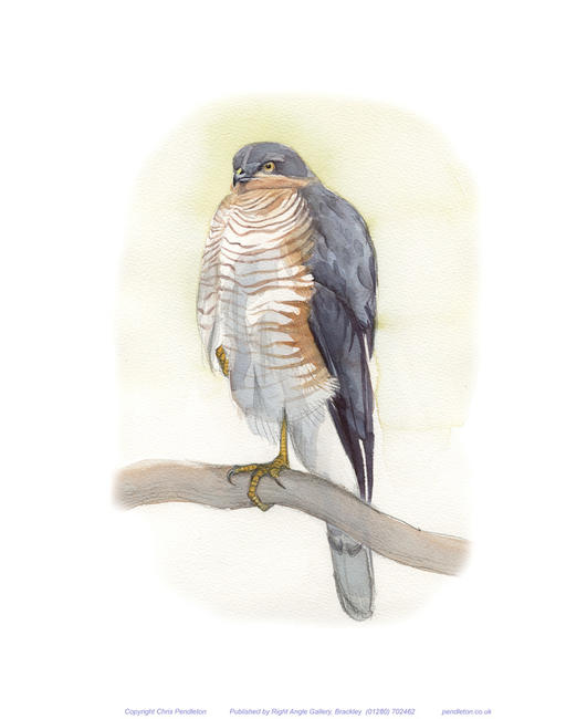 Sparrowhawk