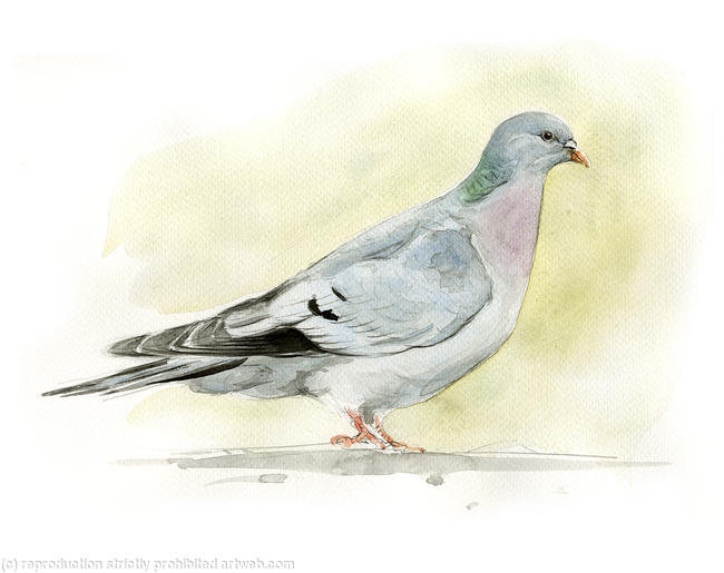 Stock dove
