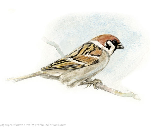 Tree sparrow