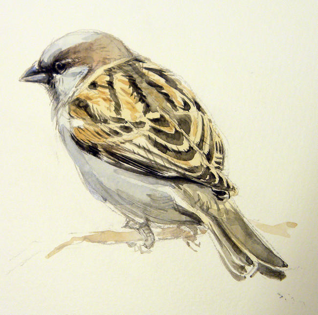 House sparrow