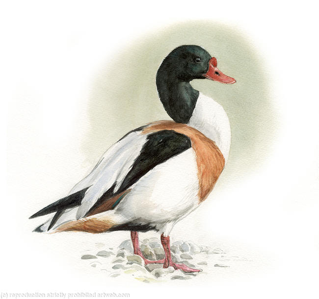 Shelduck