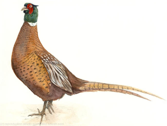 Pheasant