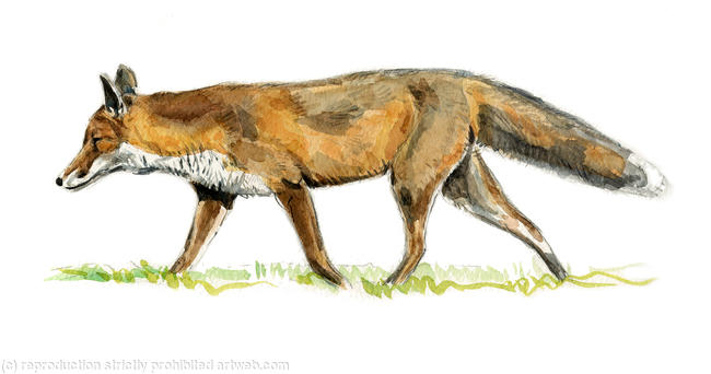 Fox