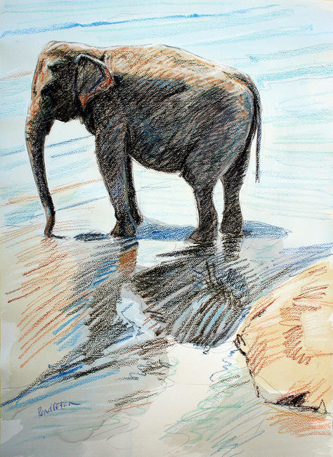 Elephant at Pinawala, Sri Lanka