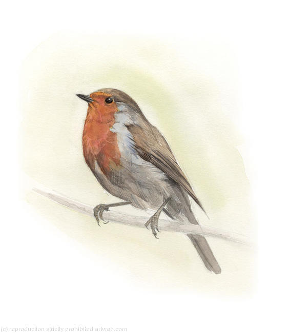 Robin 2