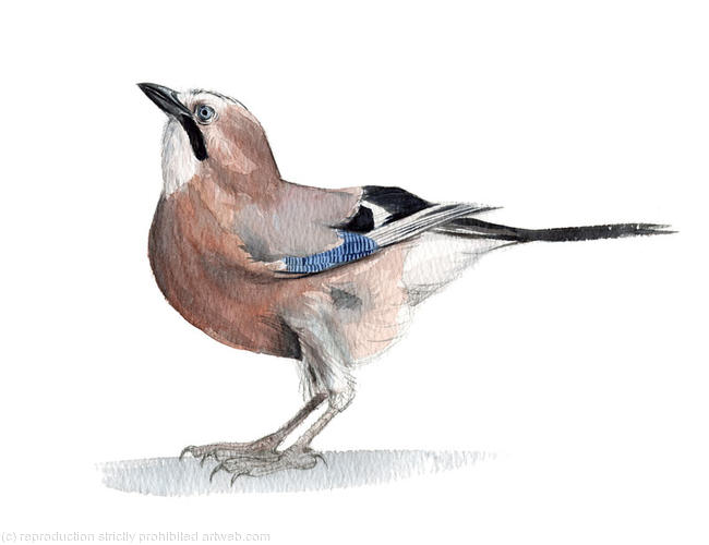 Jay