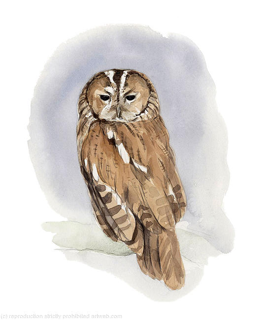 Tawny Owl