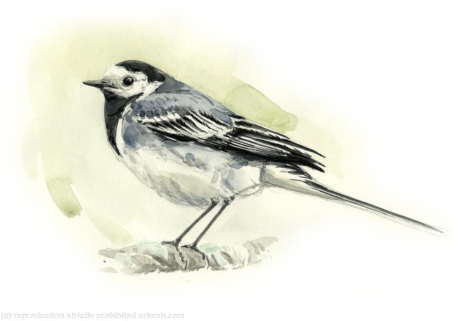 Pied Wagtail 2