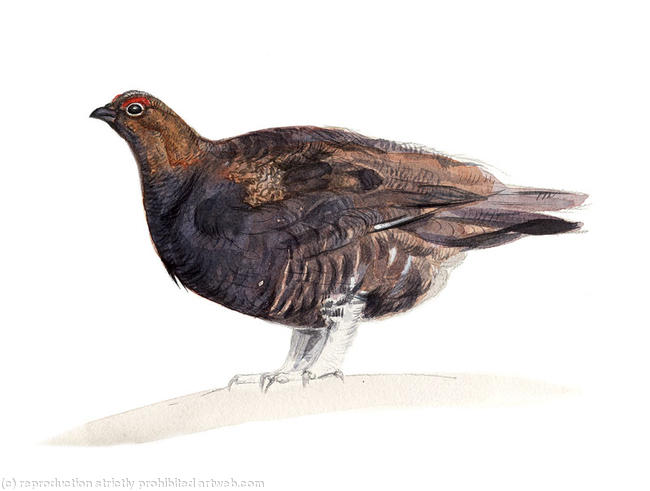 Red Grouse Signed giclee print. Supplied mounted and cellophane wrapped. 22x17cm