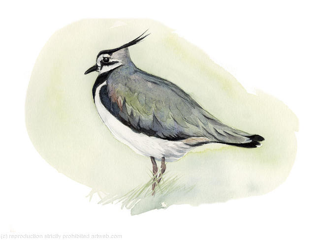 Lapwing