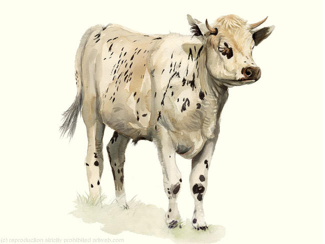 Normandy Cow