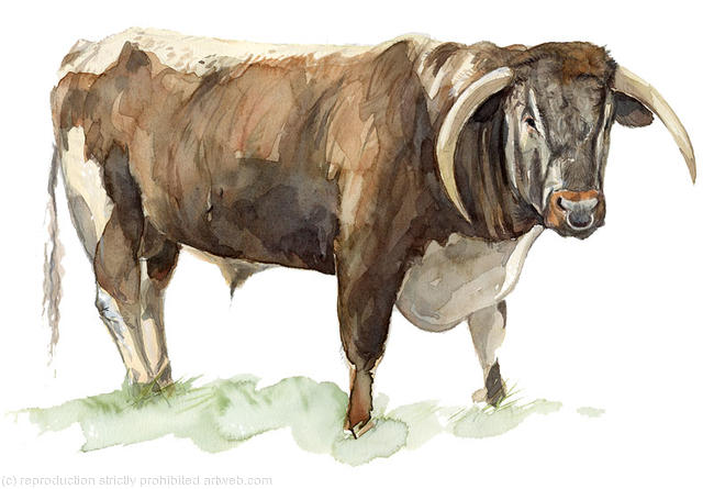 Longhorn Bull
