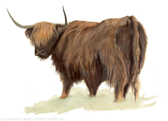Highland Cow
