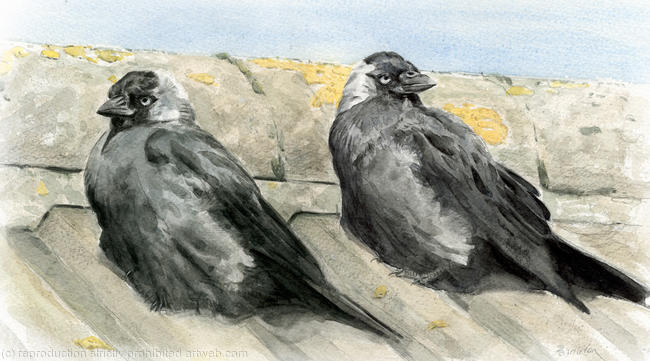 Jackdaws