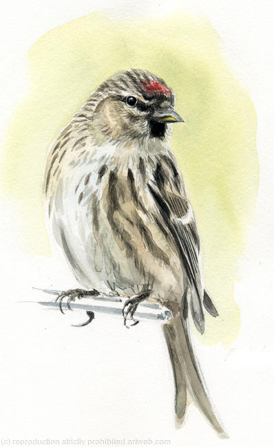 Redpoll