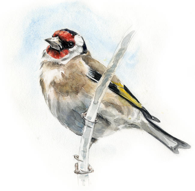 Goldfinch 3