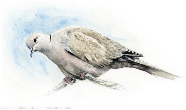 Collared Dove