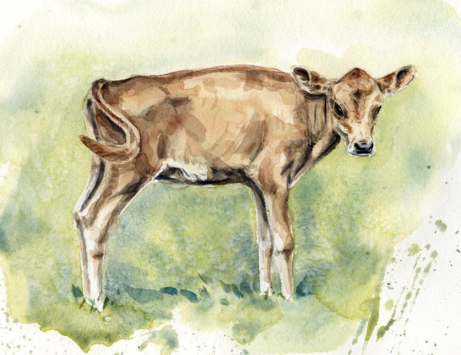 Jersey calf