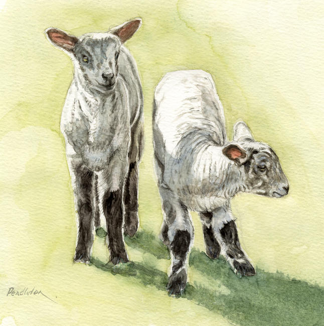 Lambs