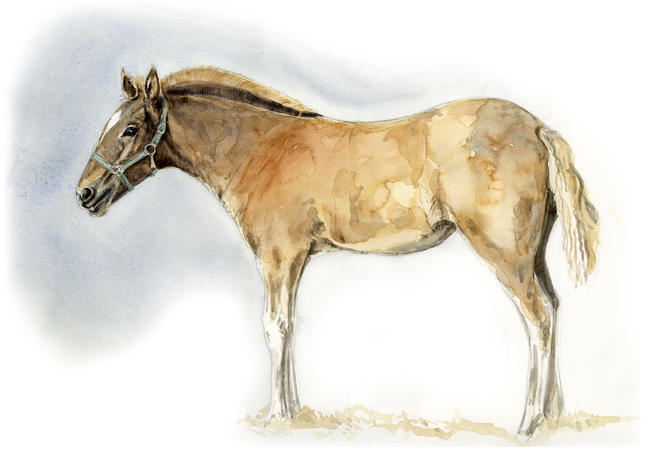 Cart Horse Foal