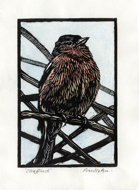 Chaffinch