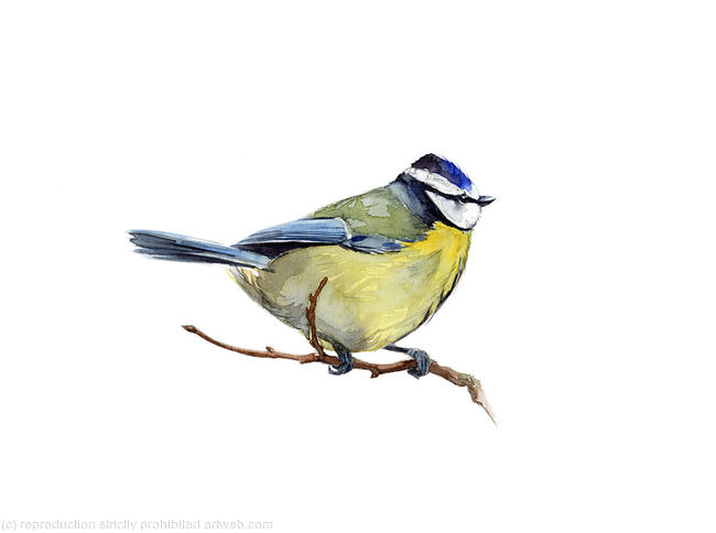Bluetit 2