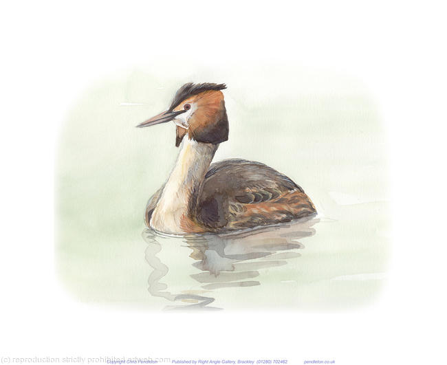 Great Crested Grebe