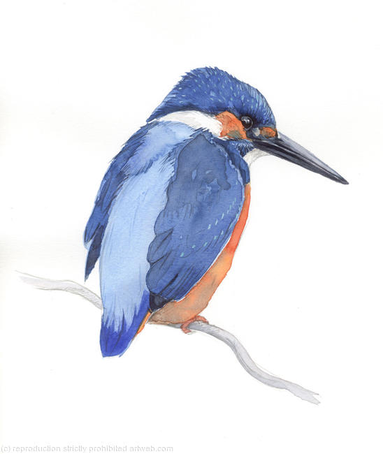 Kingfisher 2