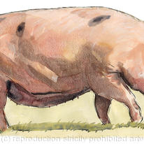 Gloucestershire Old Spot Pig
