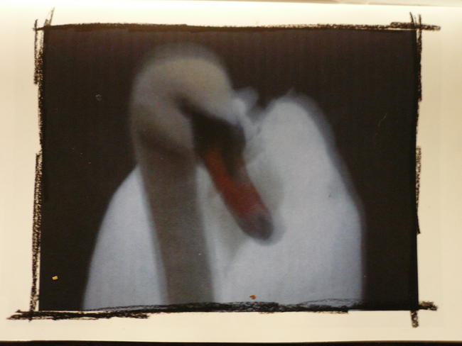 Swan