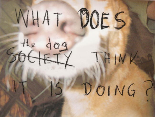 What does the dog think its doing!