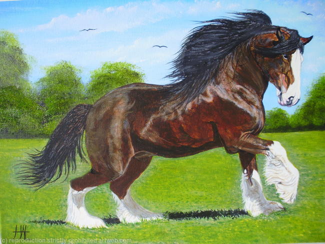 Noble Clydesdale