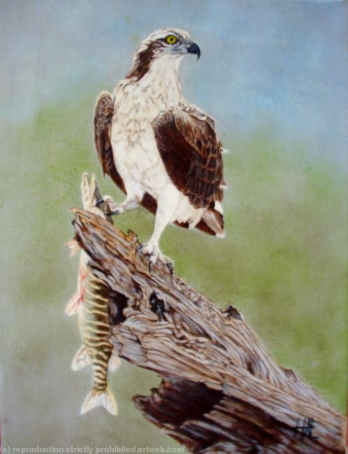 The Mighty Osprey