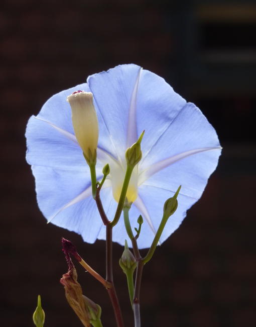 Blue days