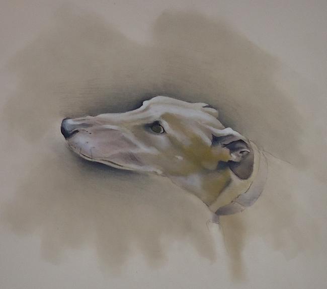 Buzz the Greyhound FOR SALE