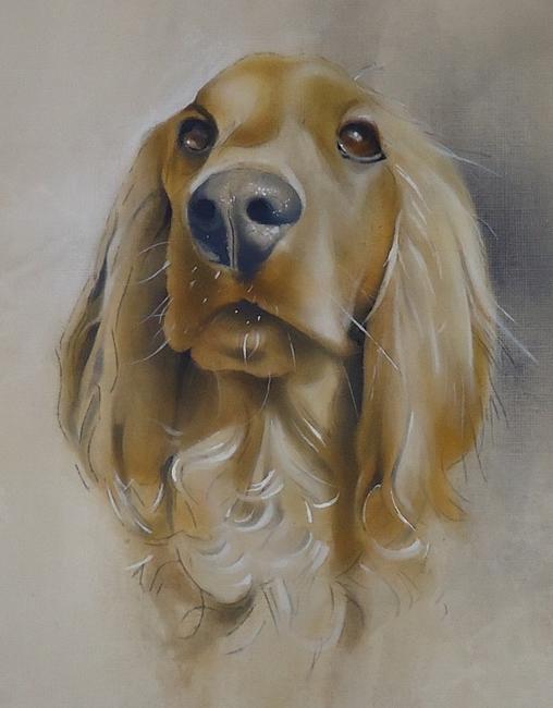 Baxter the English Show Cocker Spaniel