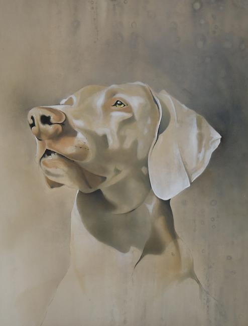 Storm the Weimaraner 3 FOR SALE