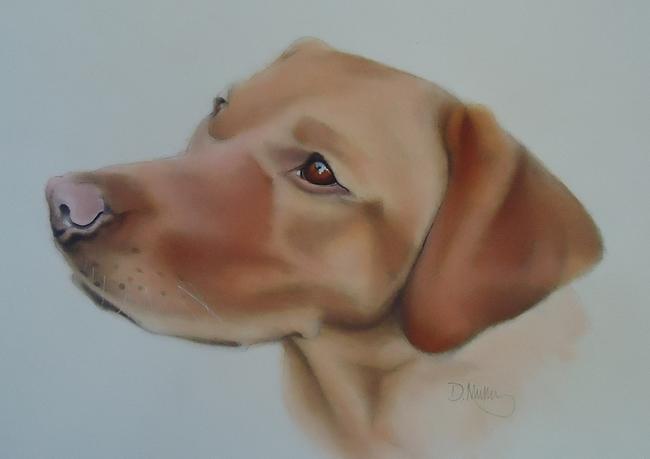 Lottie the Fox Red Labrador