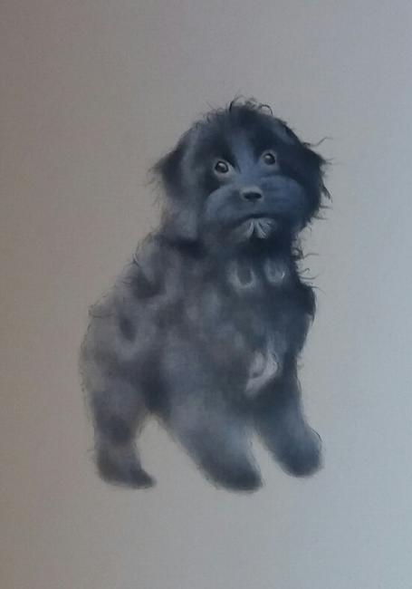 Tia the Cavapoo SOLD Commissioned