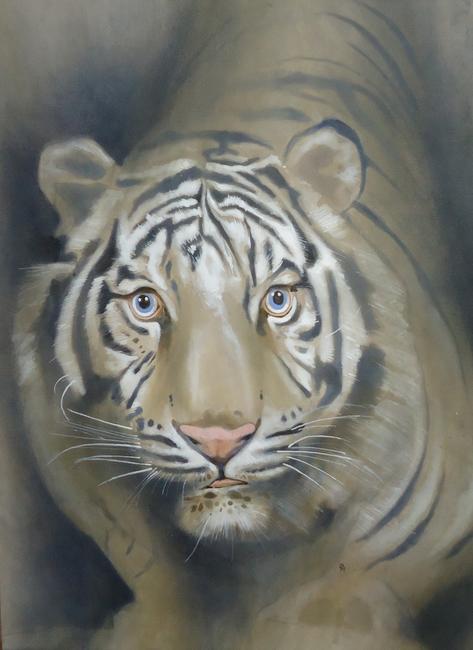 Panthera Tigris 4