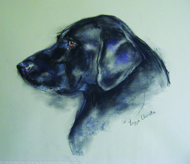 Black Labrador
