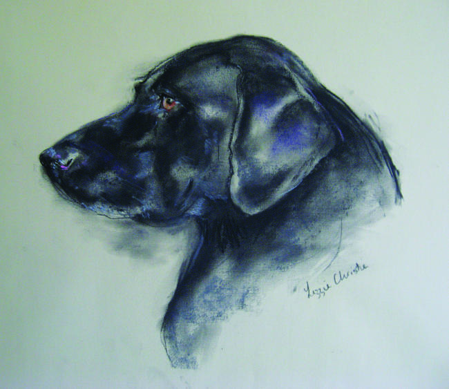 Black Labrador
