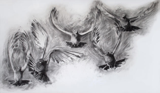 Pigeons in flight