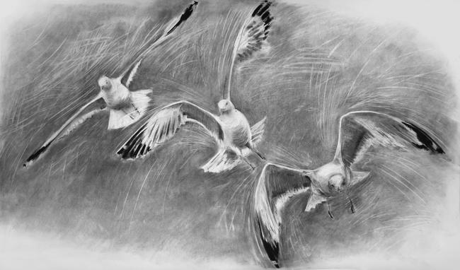 Seagulls in flight