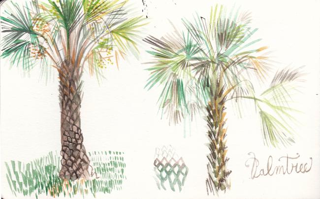 palmtrees