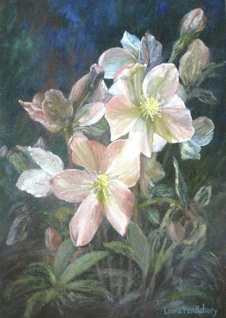 Winter Sunshine (hellebore)