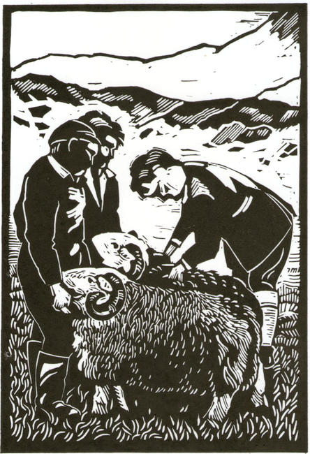 Herdwicks by Beverley White