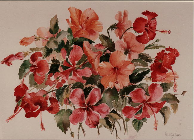 Hibiscus