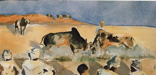 Bull Fighting, Seeb, Oman